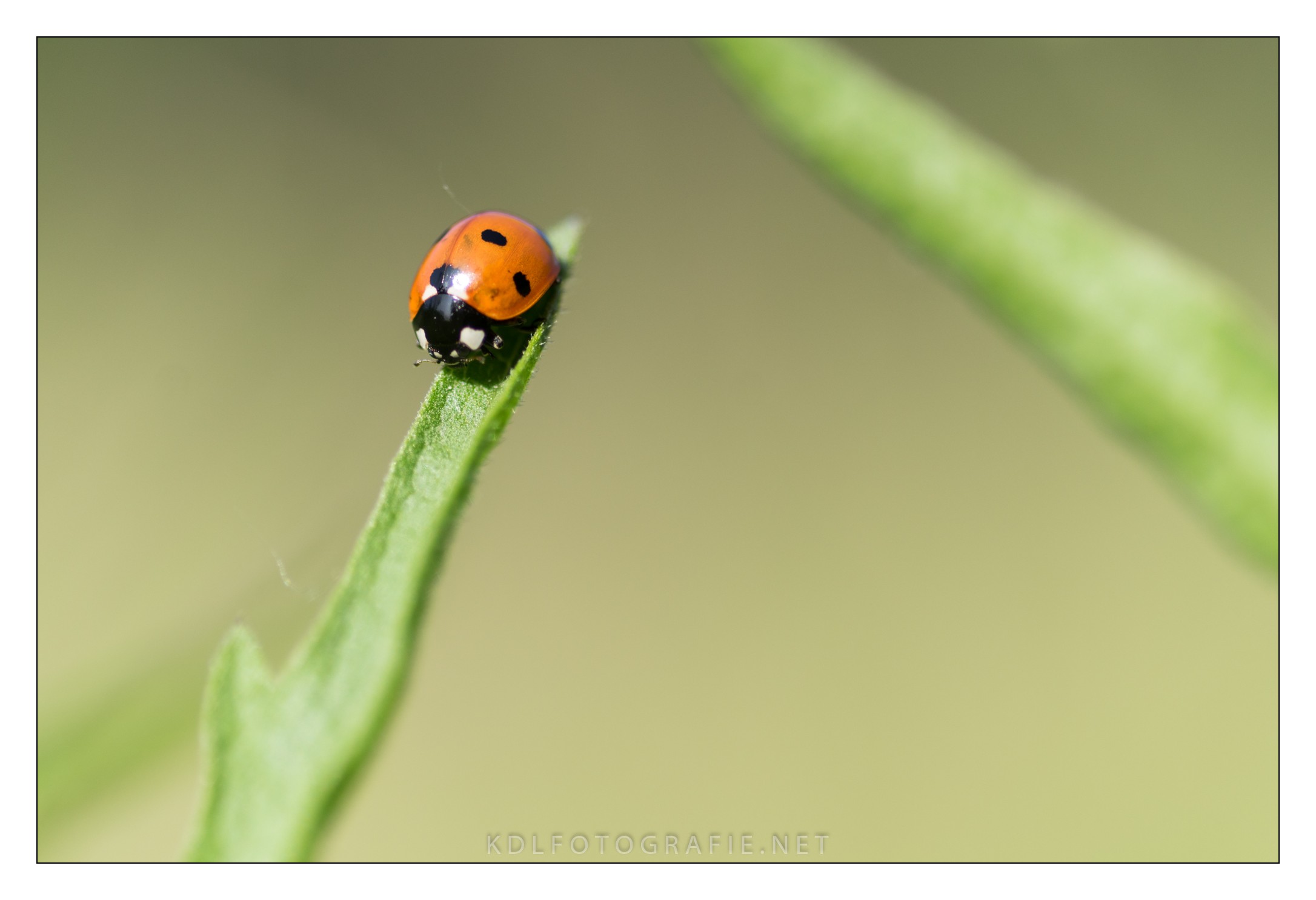 Coccinelle