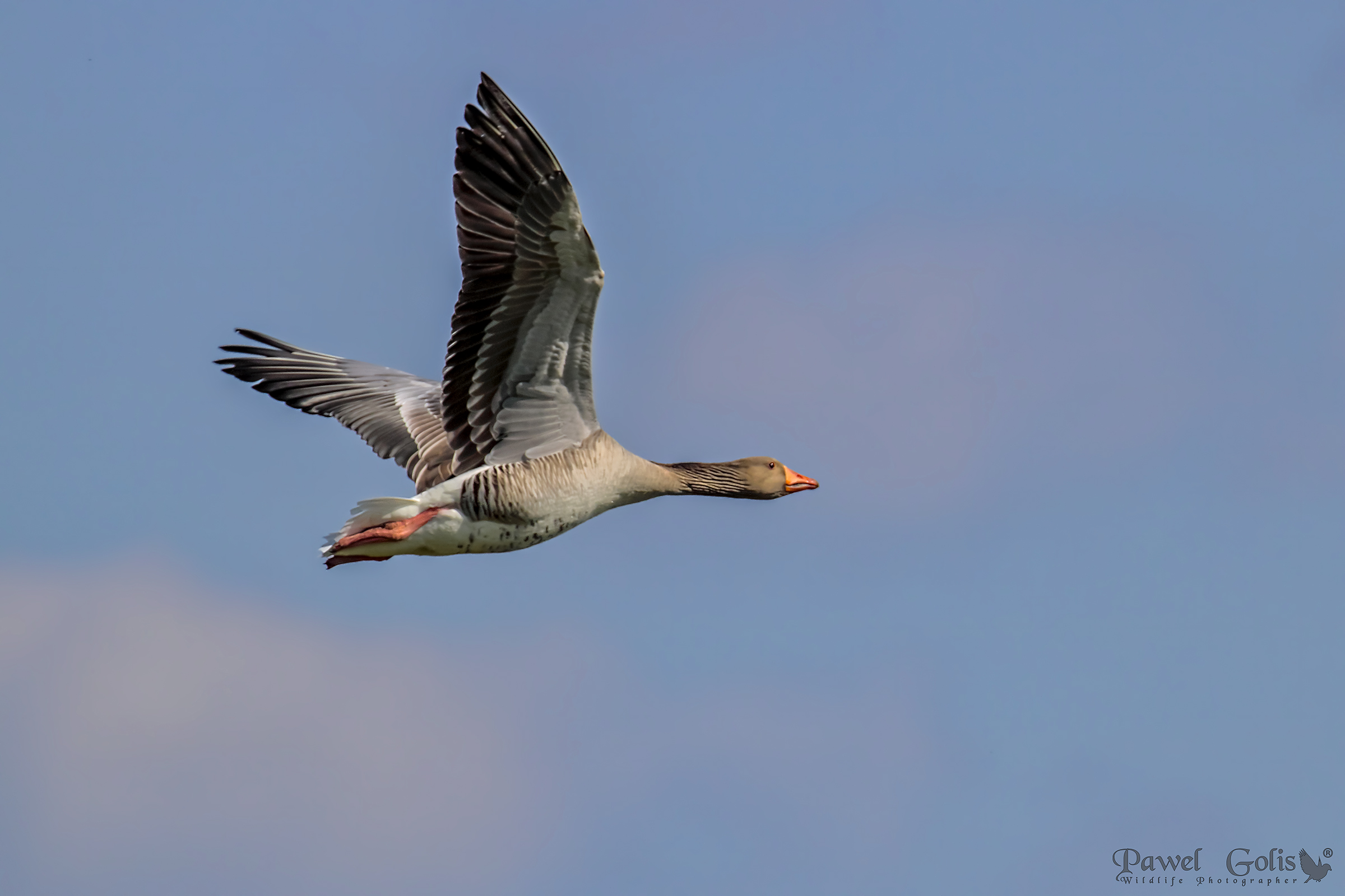 Oca greylag (Anser anser) in volo