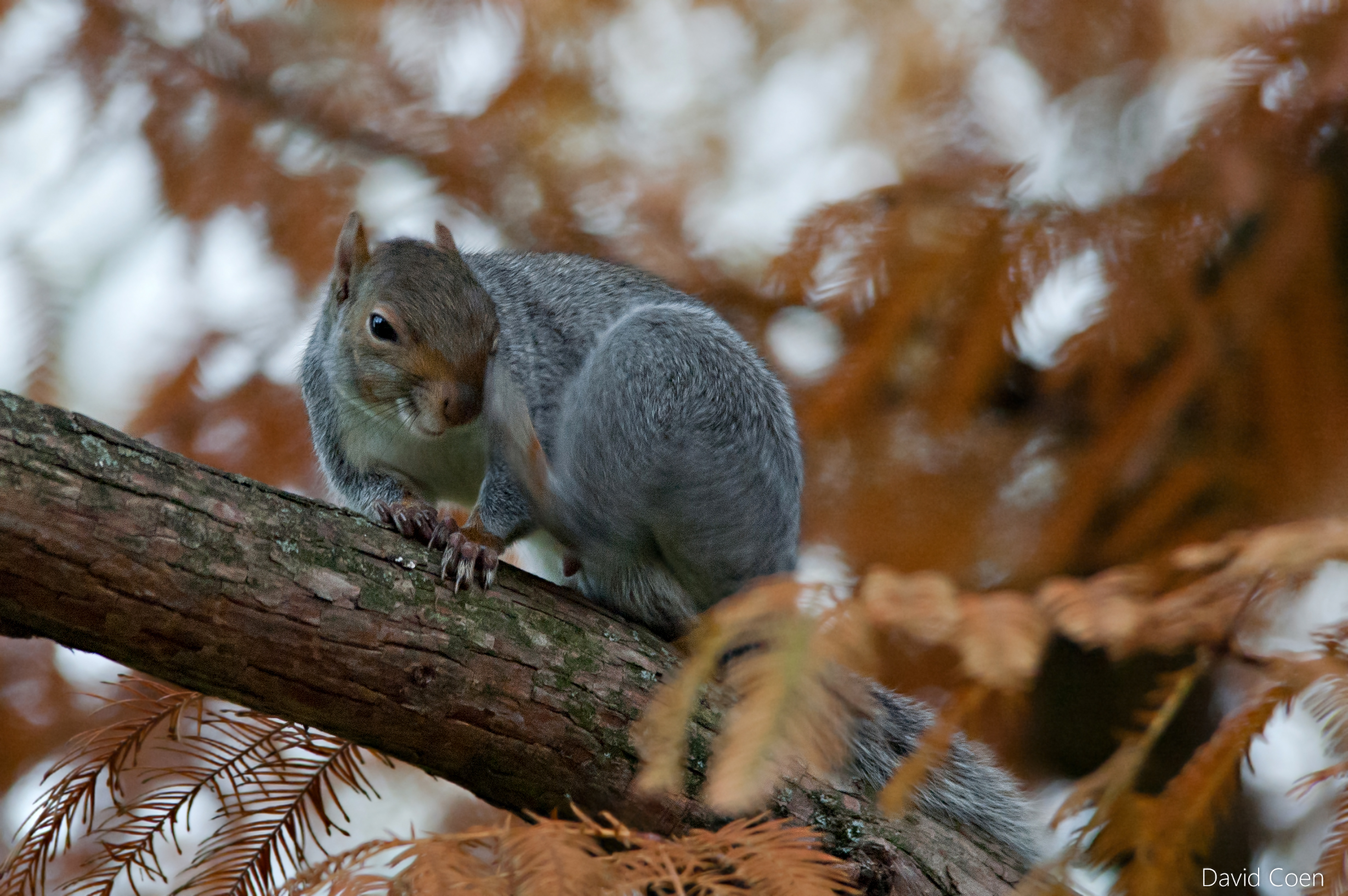 Scoiattolo al Valentino 2