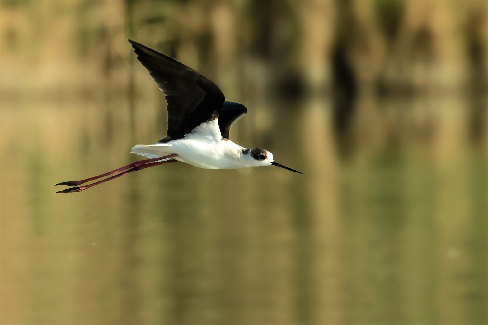 The last of the Knights