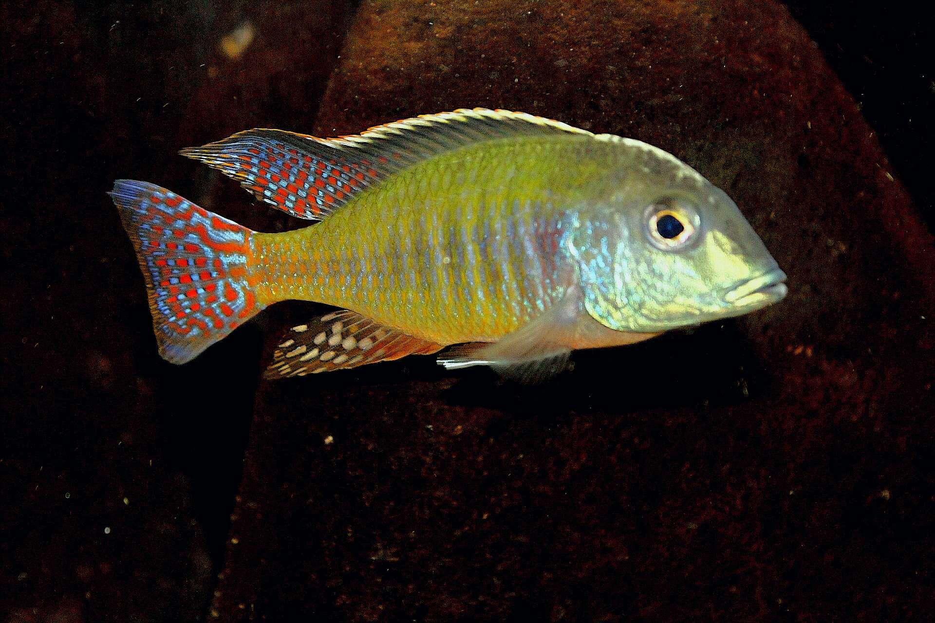 Letrinops