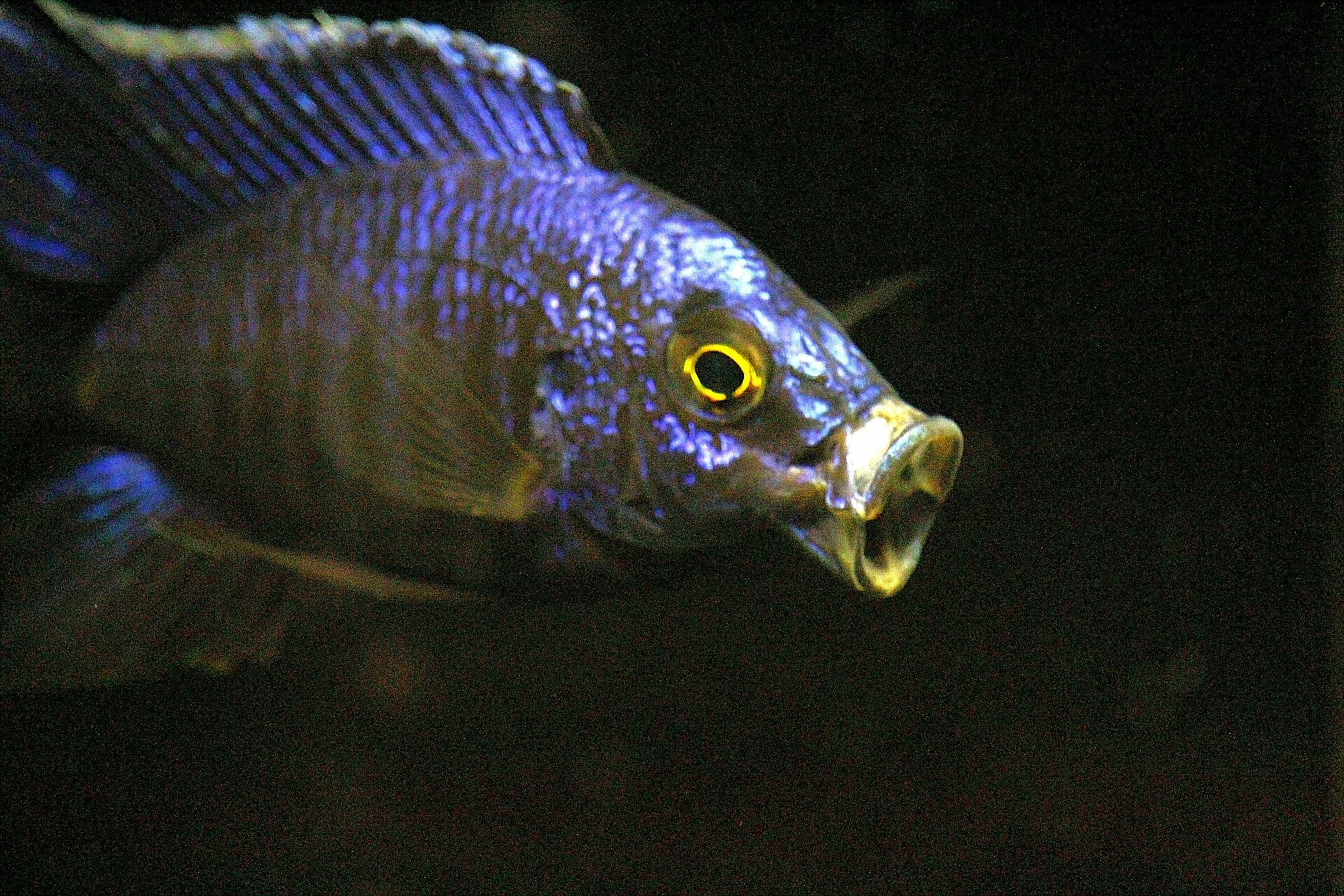 Cichlid