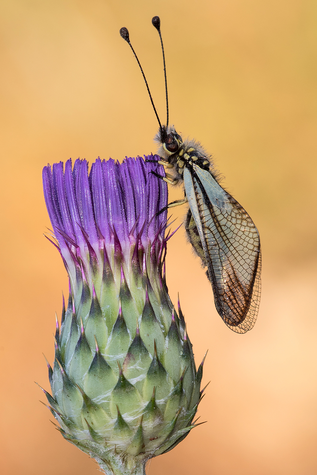 Libelloides coccajus