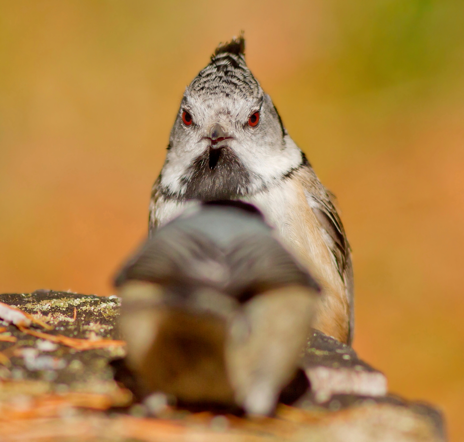 Cincia dal Ciuffo: Il Confronto