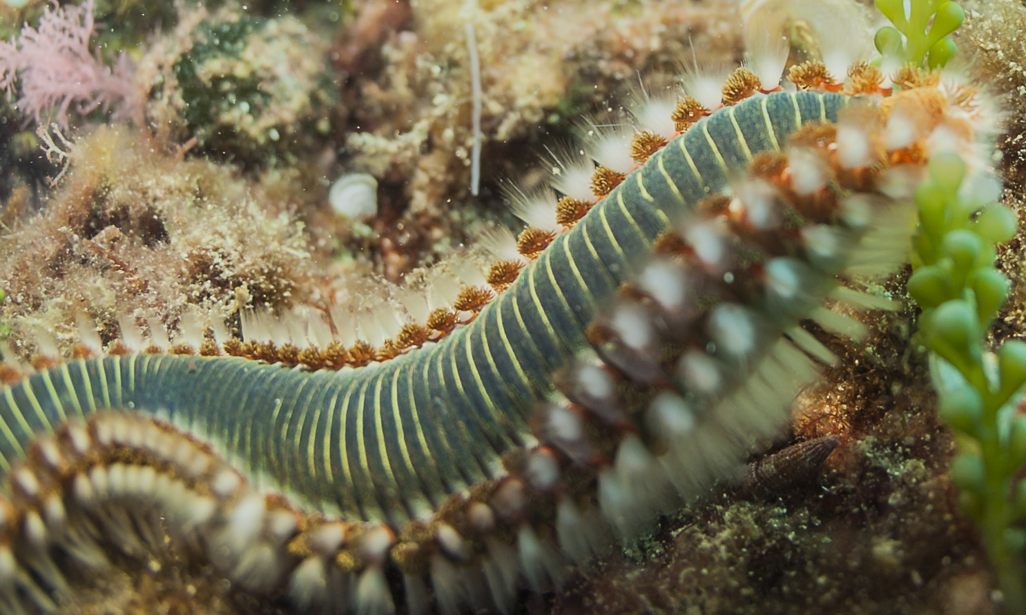 vermo cane..che non morde ma irrita. . .