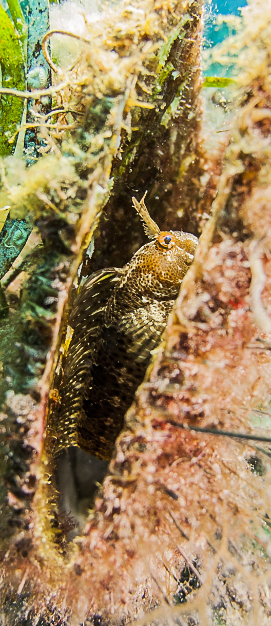 Pinna nobilis con sorpresa