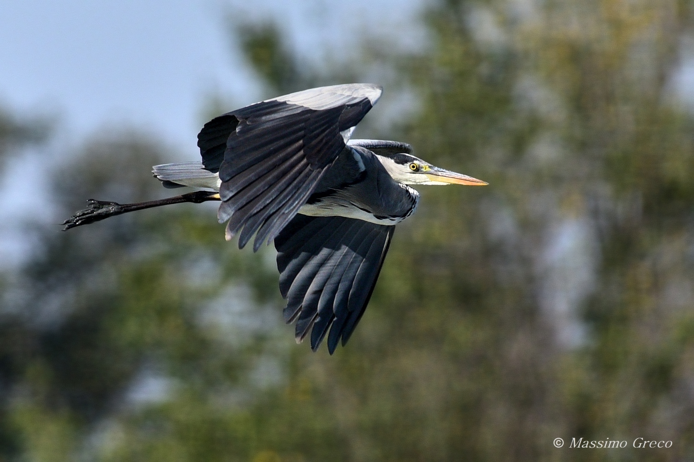Grey Heron