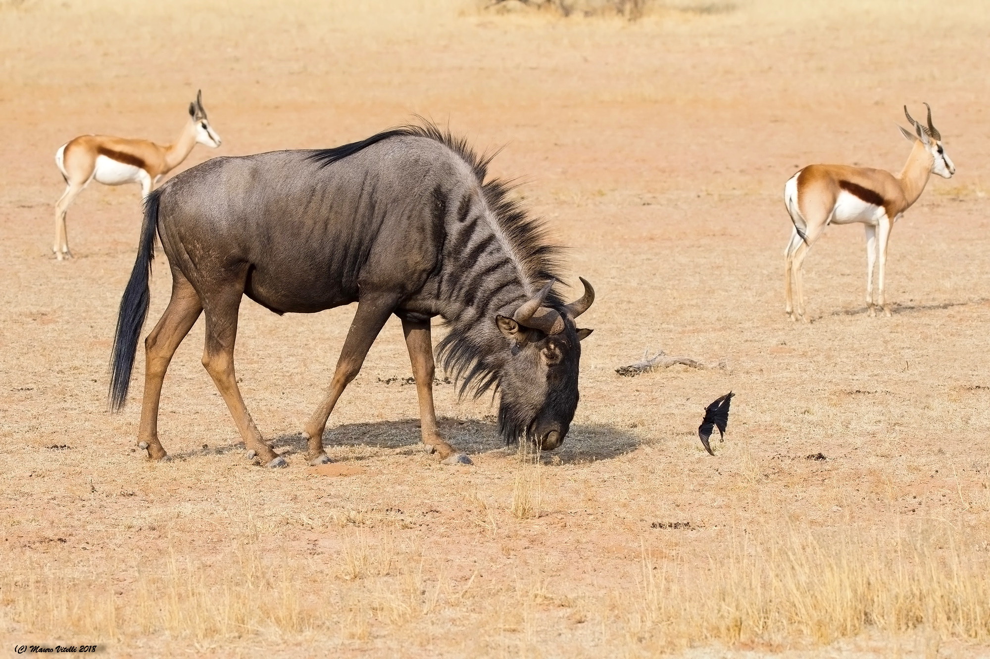 The Gnu springbok and the Drongo in Flight (Kalahari)