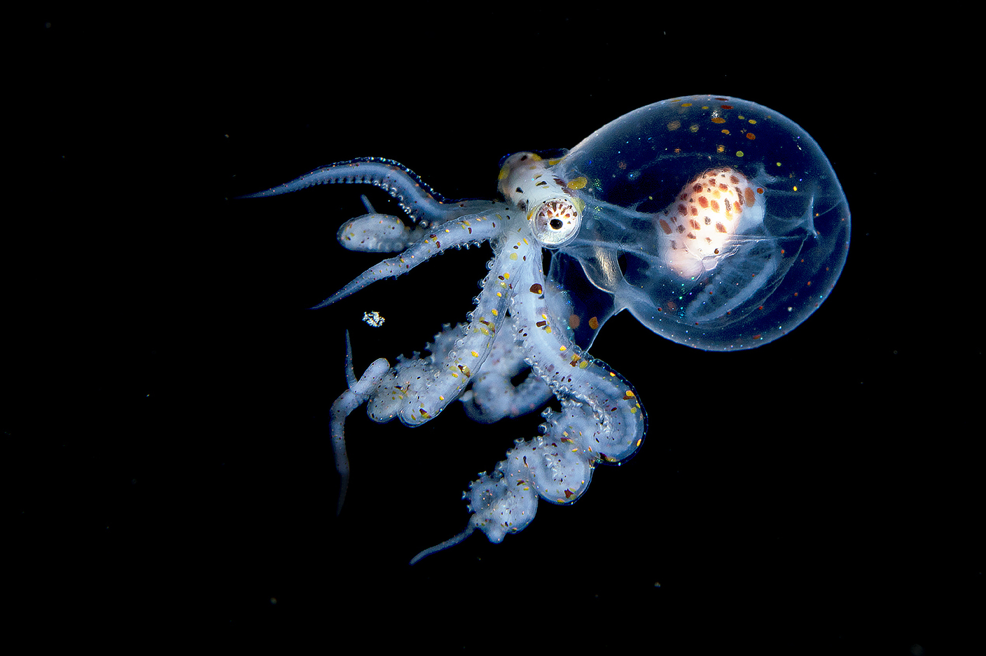 The Wonderpus Octopus (wunderpus photogenicus) juvenile