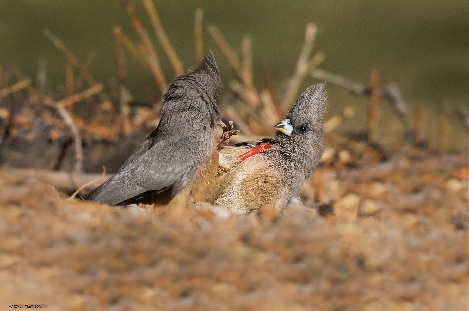 Botte da orbi...White-Backed-Mousebird (Colius colius)