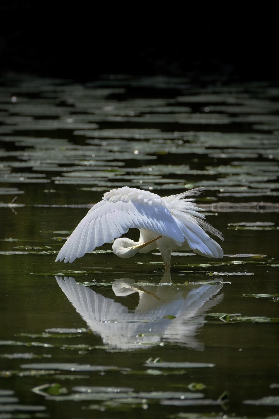 Airone Bianco Maggiore