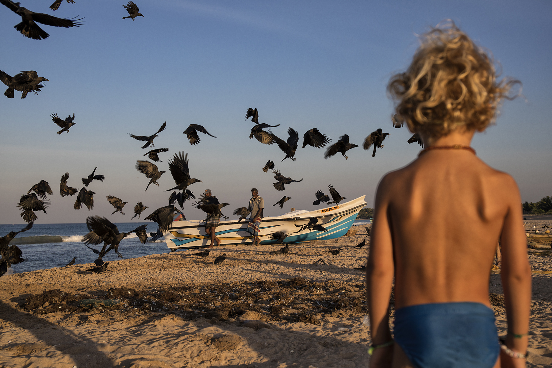 babbo guarda ci sono i gabbiani neri