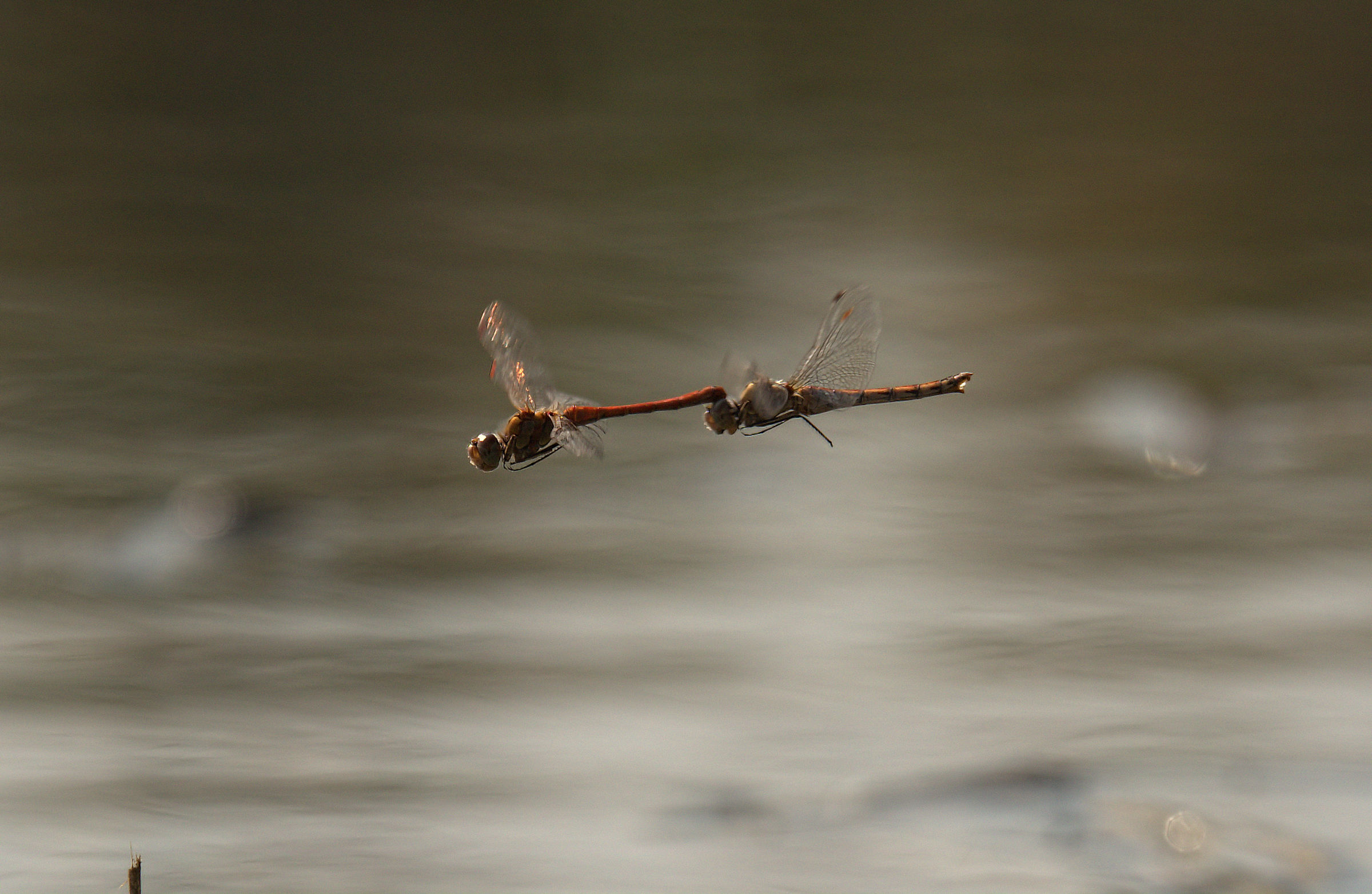 Libellule in deposizione