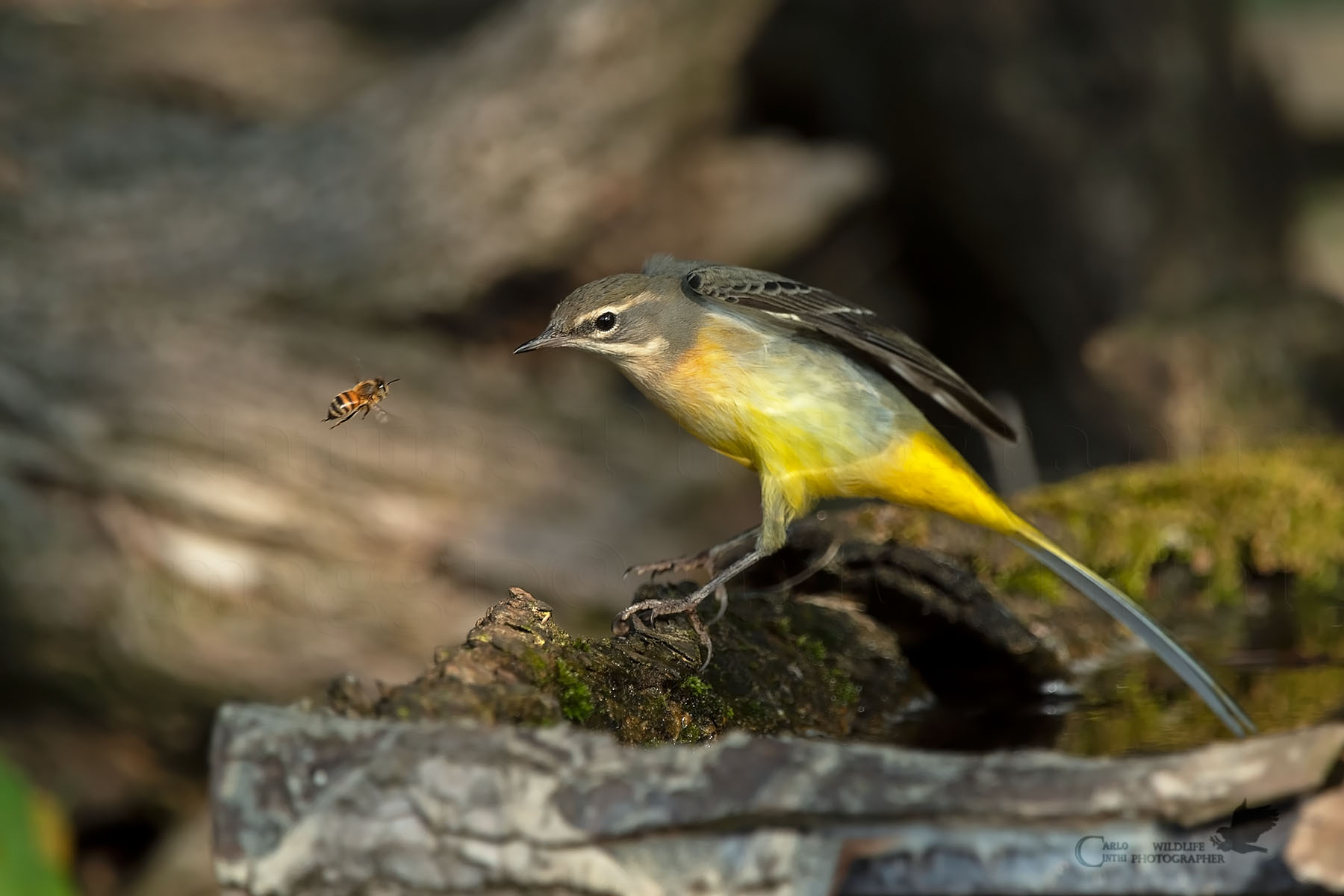 The yellow BALLERINA and the Bee