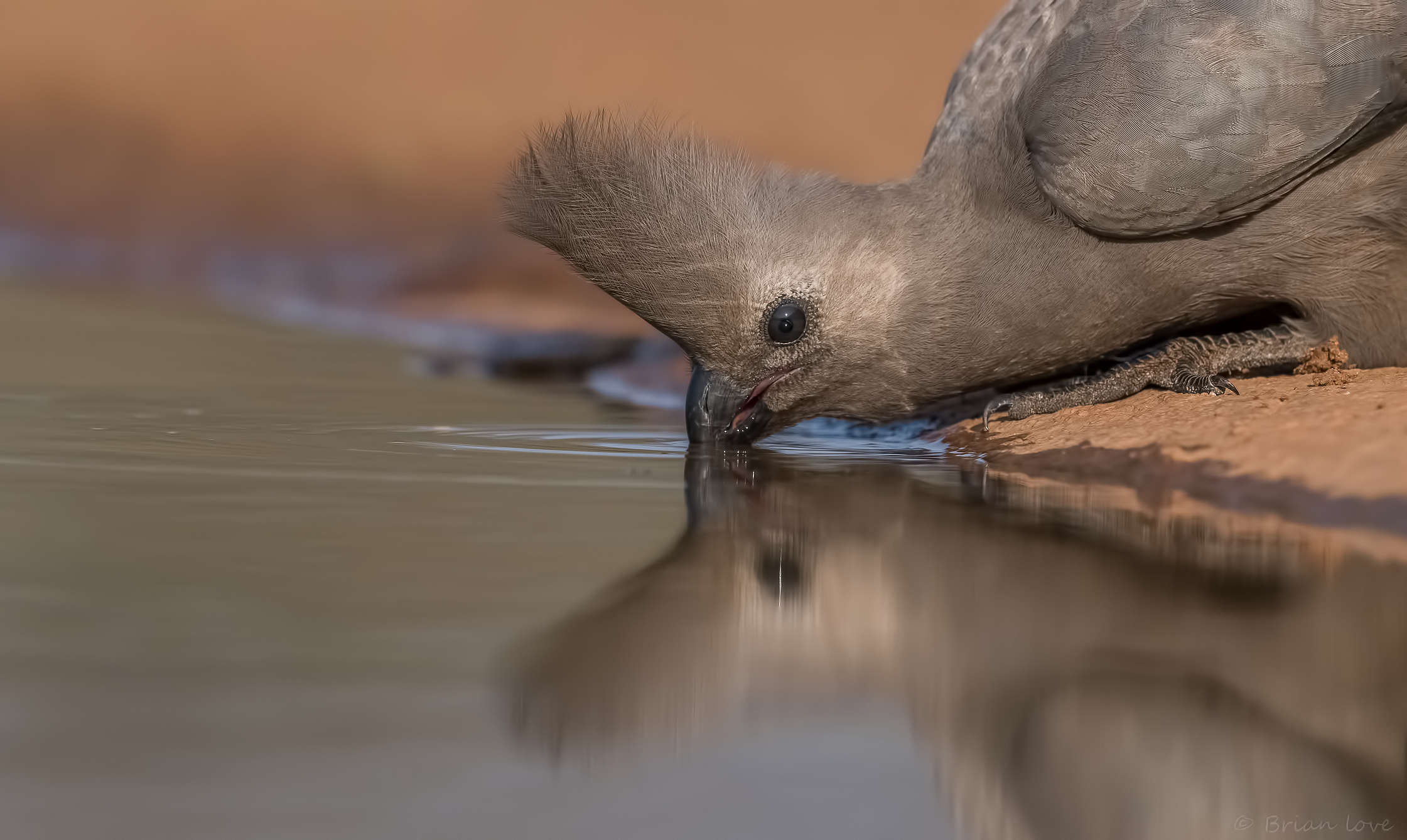 Grey go-away-uccello (Corythaixoides concolor)