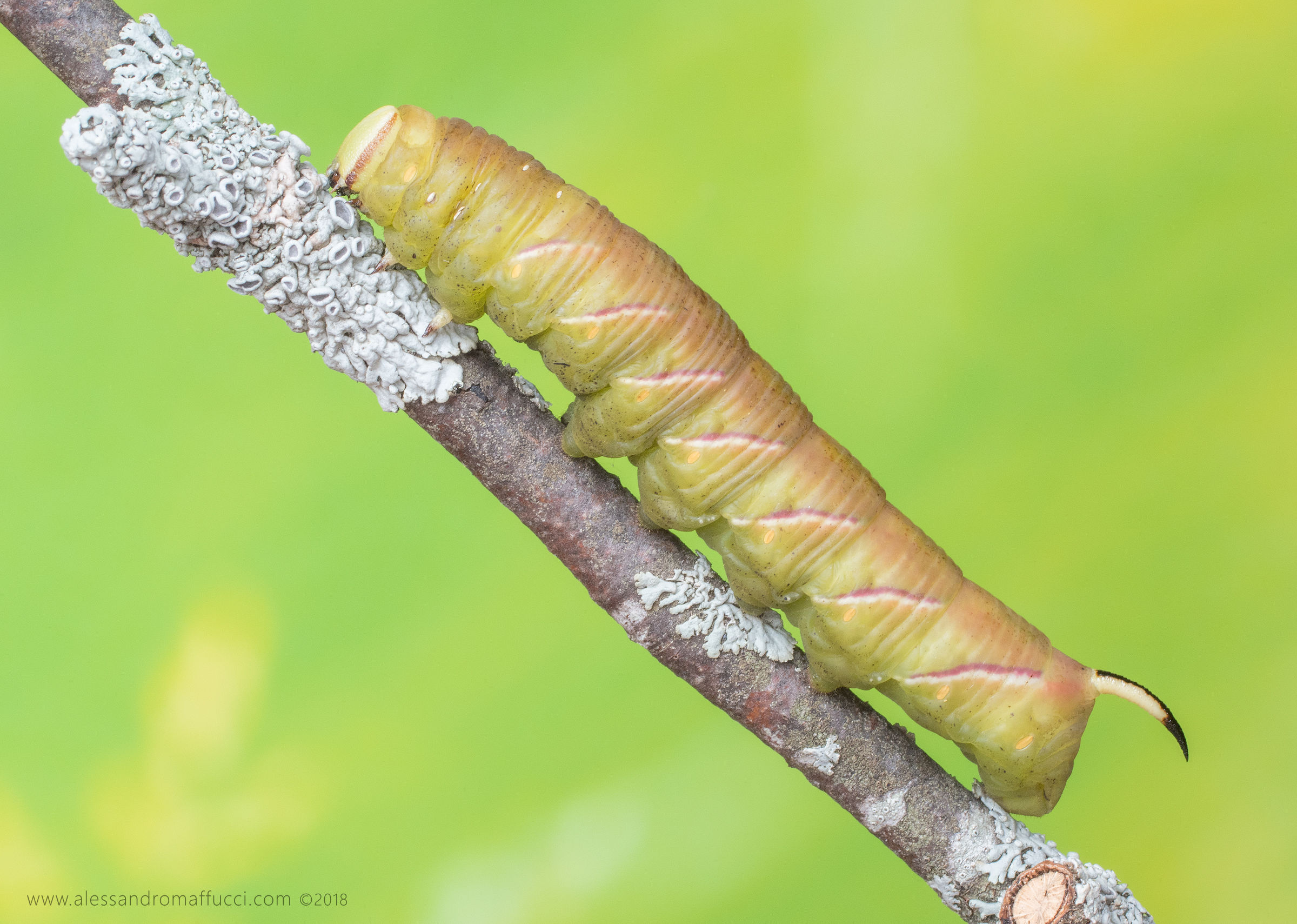 Caterpillar Sphinx of Privet