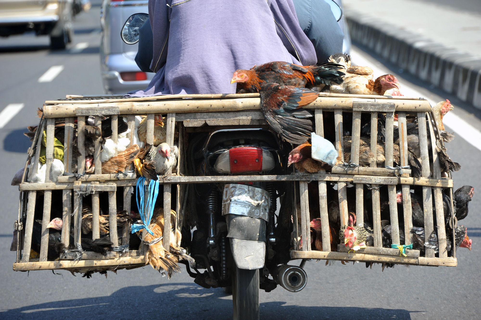 Poultry on motor-bike, Gyojakarta, Java, Indonesia.