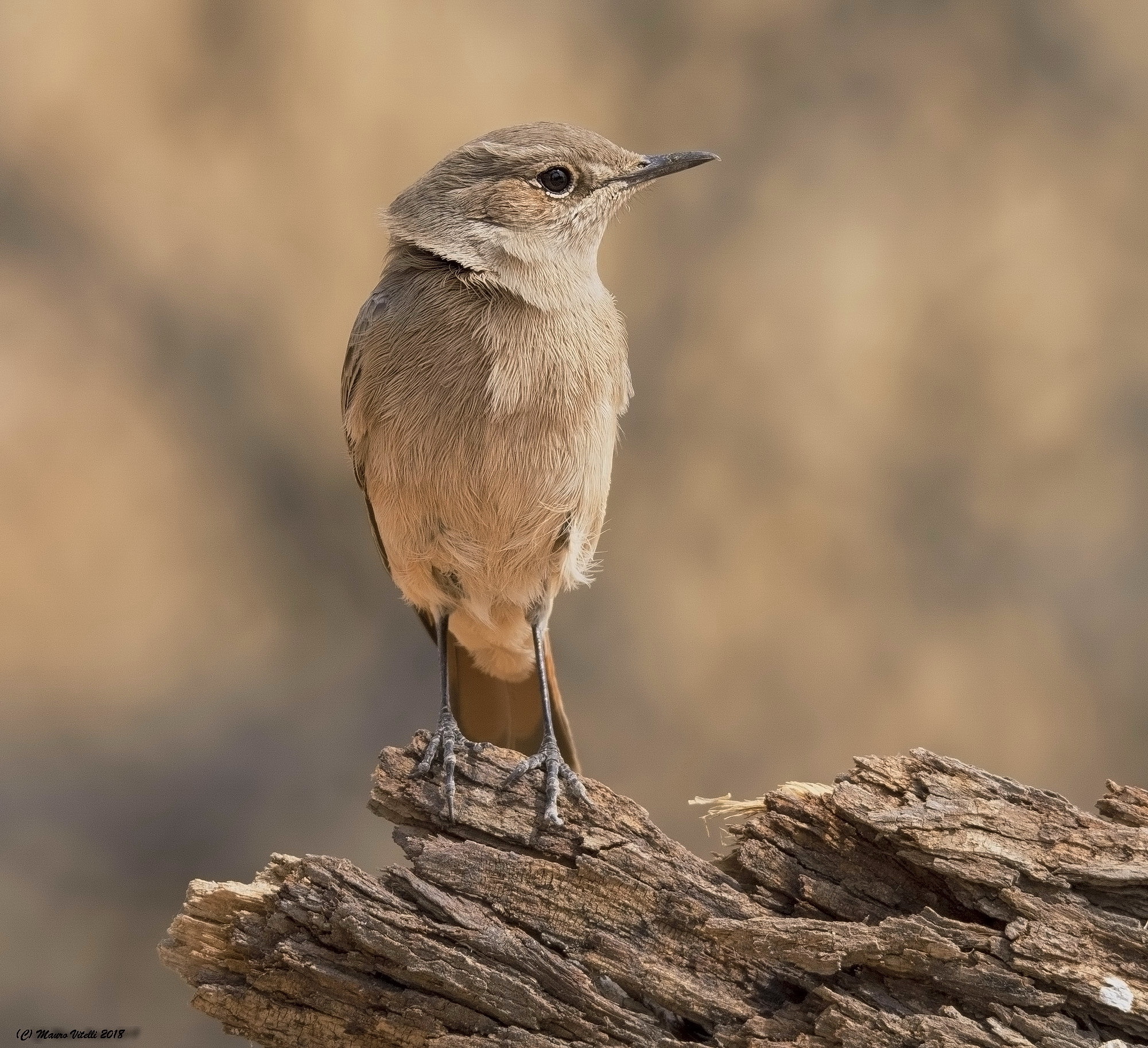 Fmiliar chat (Cercomela familiaris) Kalahari