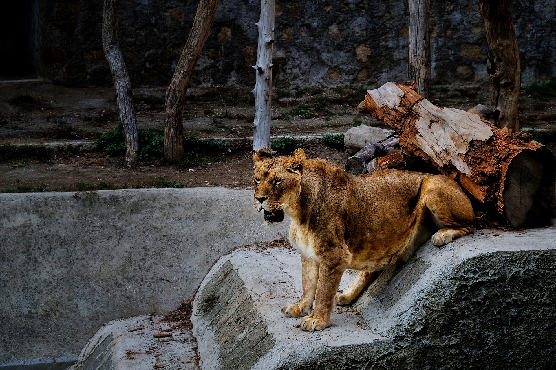Zoo di Napoli