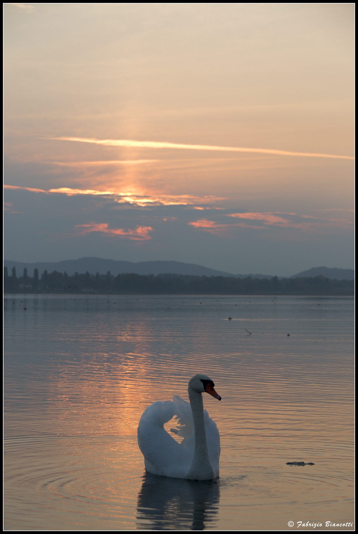 Swan in the evening