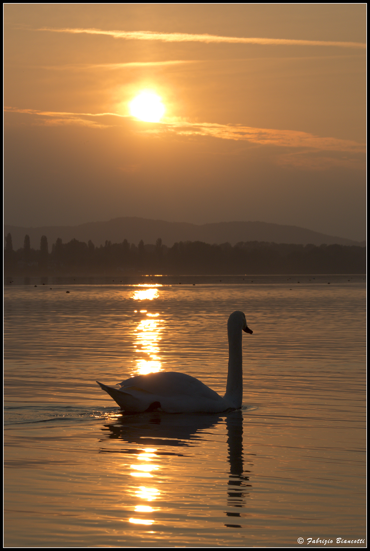 Swan at sunset