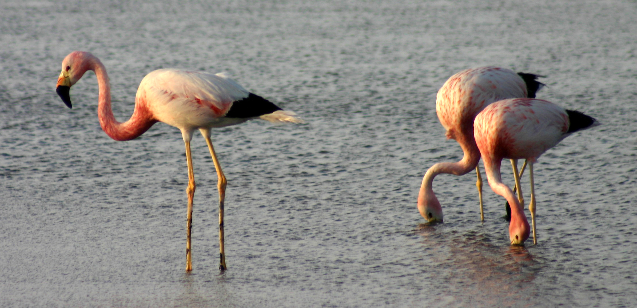 Cile    Fenicotteri sul  lago salato