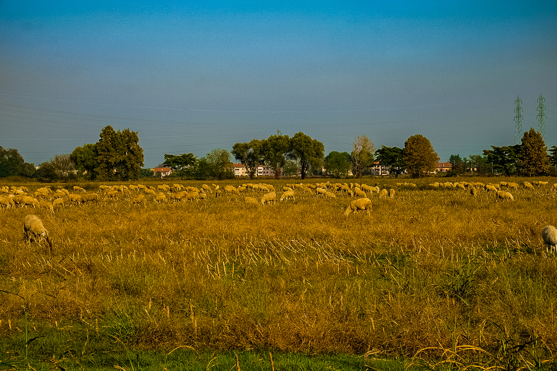 le pecorelle.....smarrite?