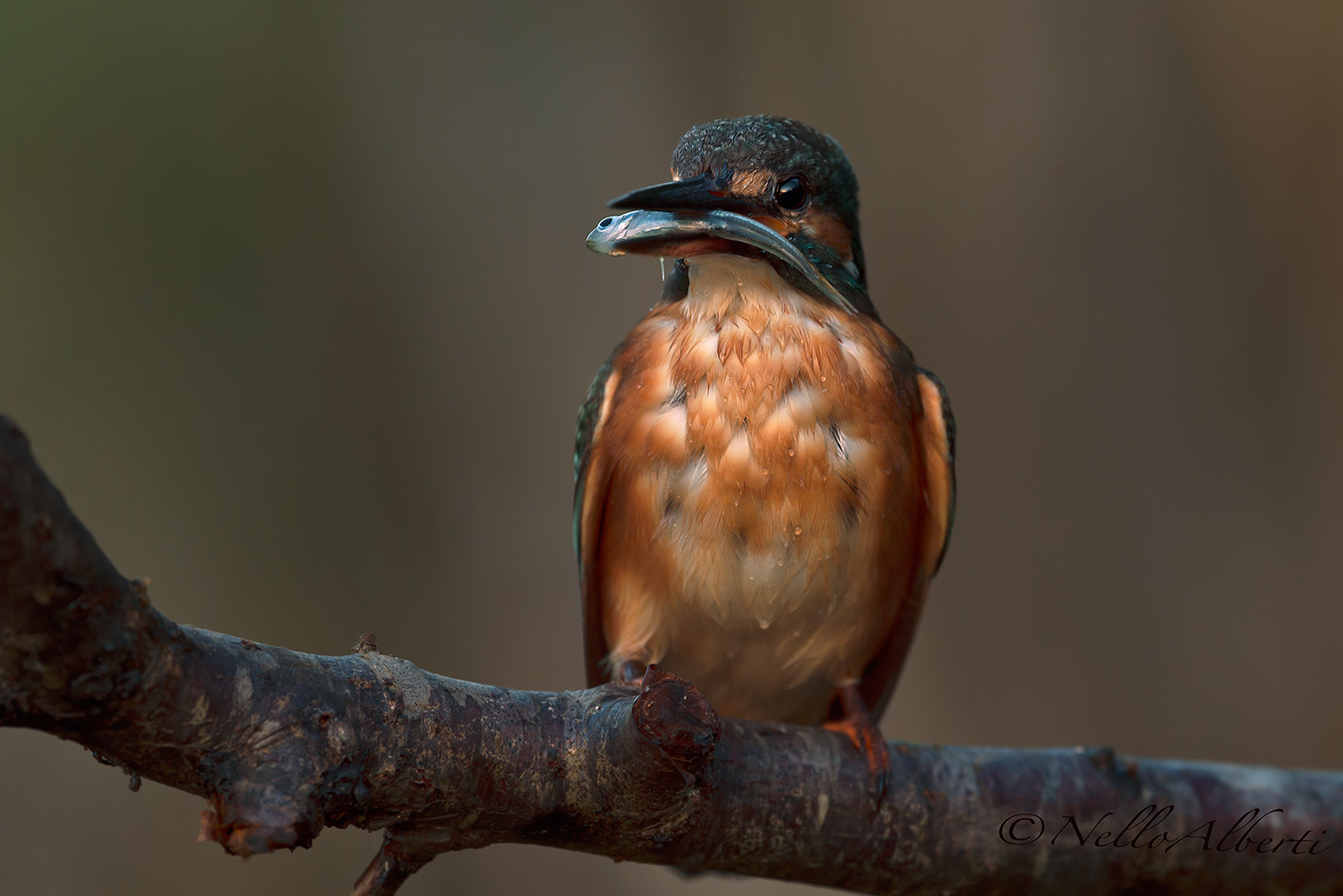 Kingfisher over Sunset