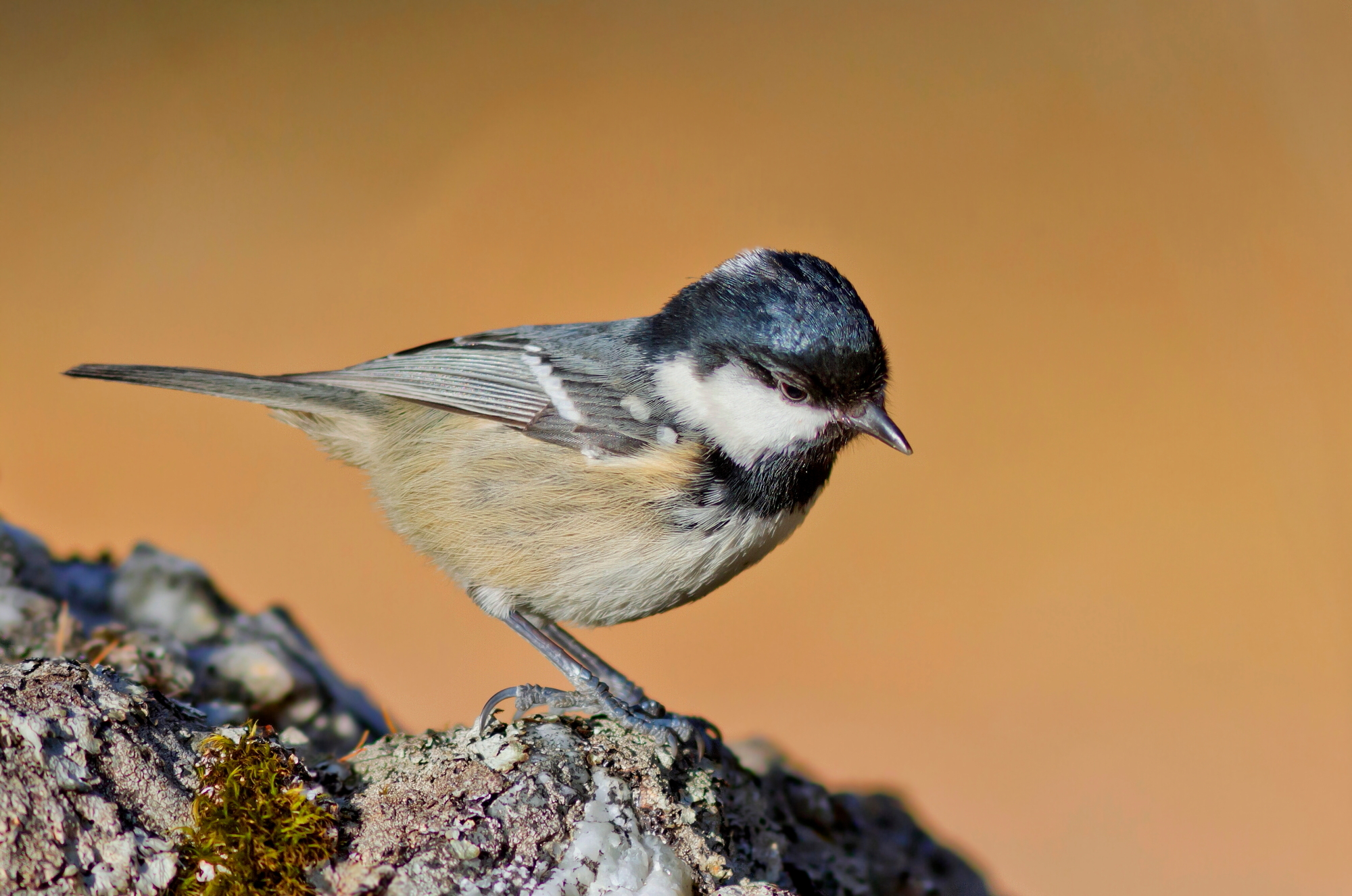 Cincia Mora Malinconica