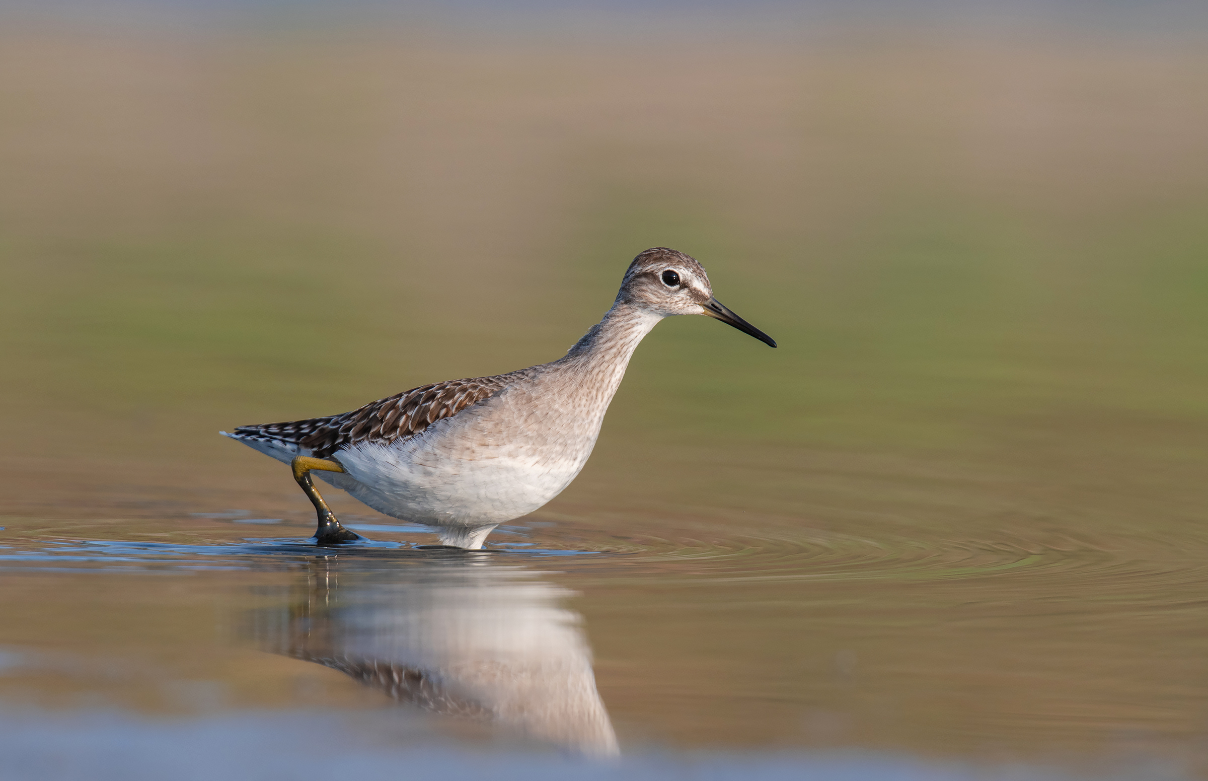 wood sandpiper