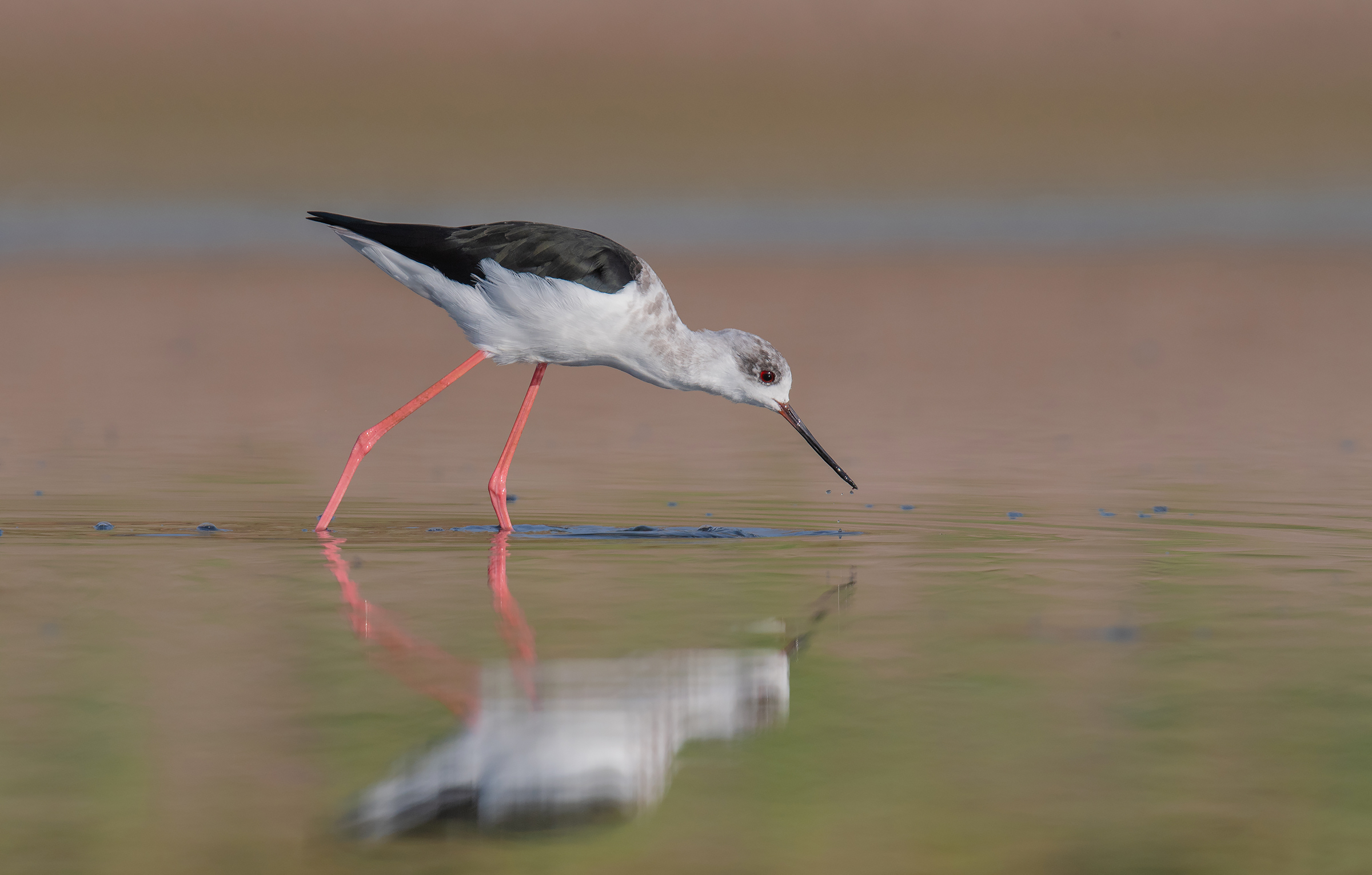 black winged stilt