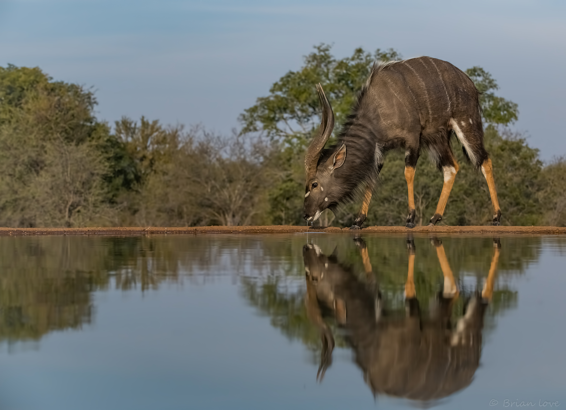 Nyala (Tragelaphus angasii)
