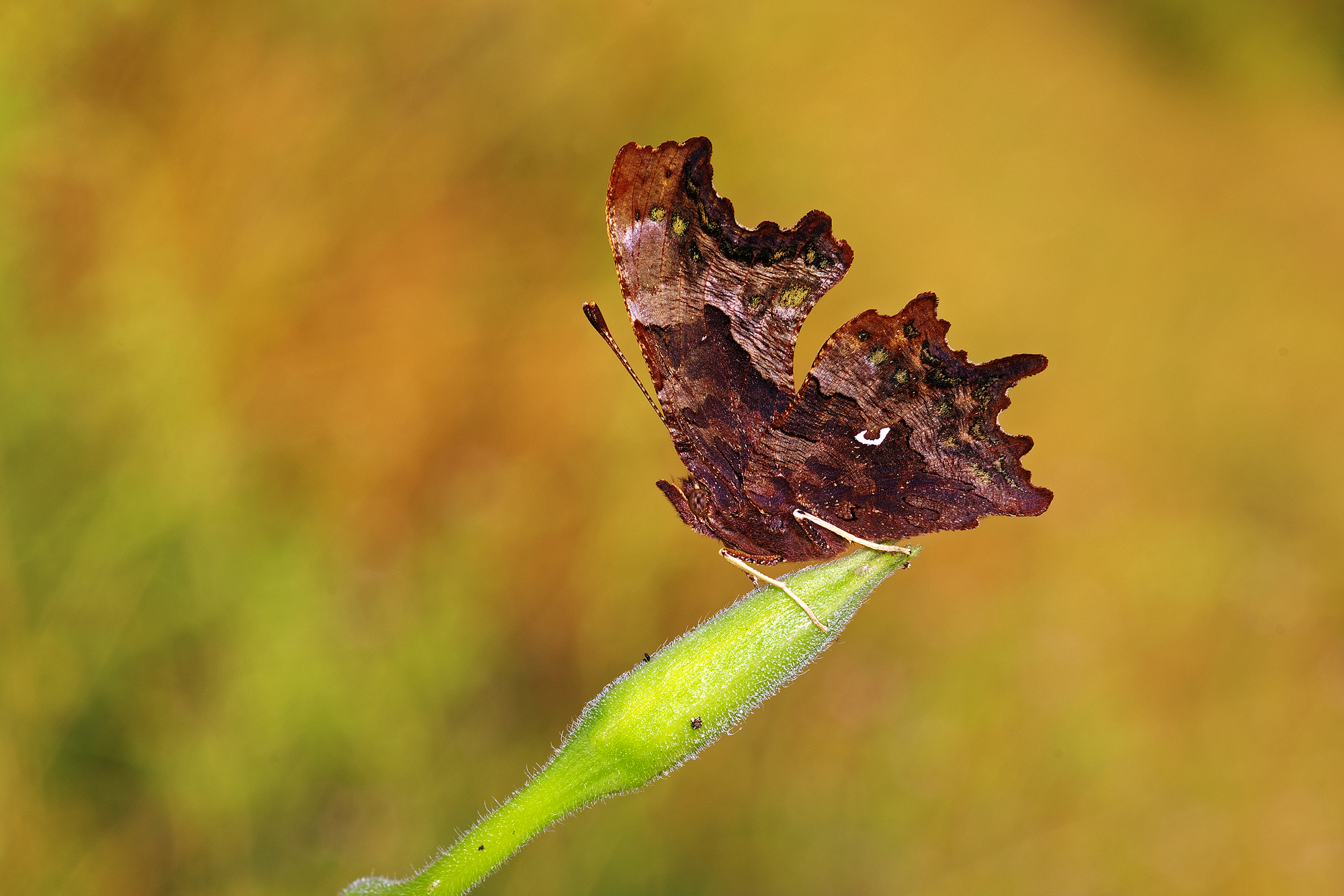Polygonia C-Album
