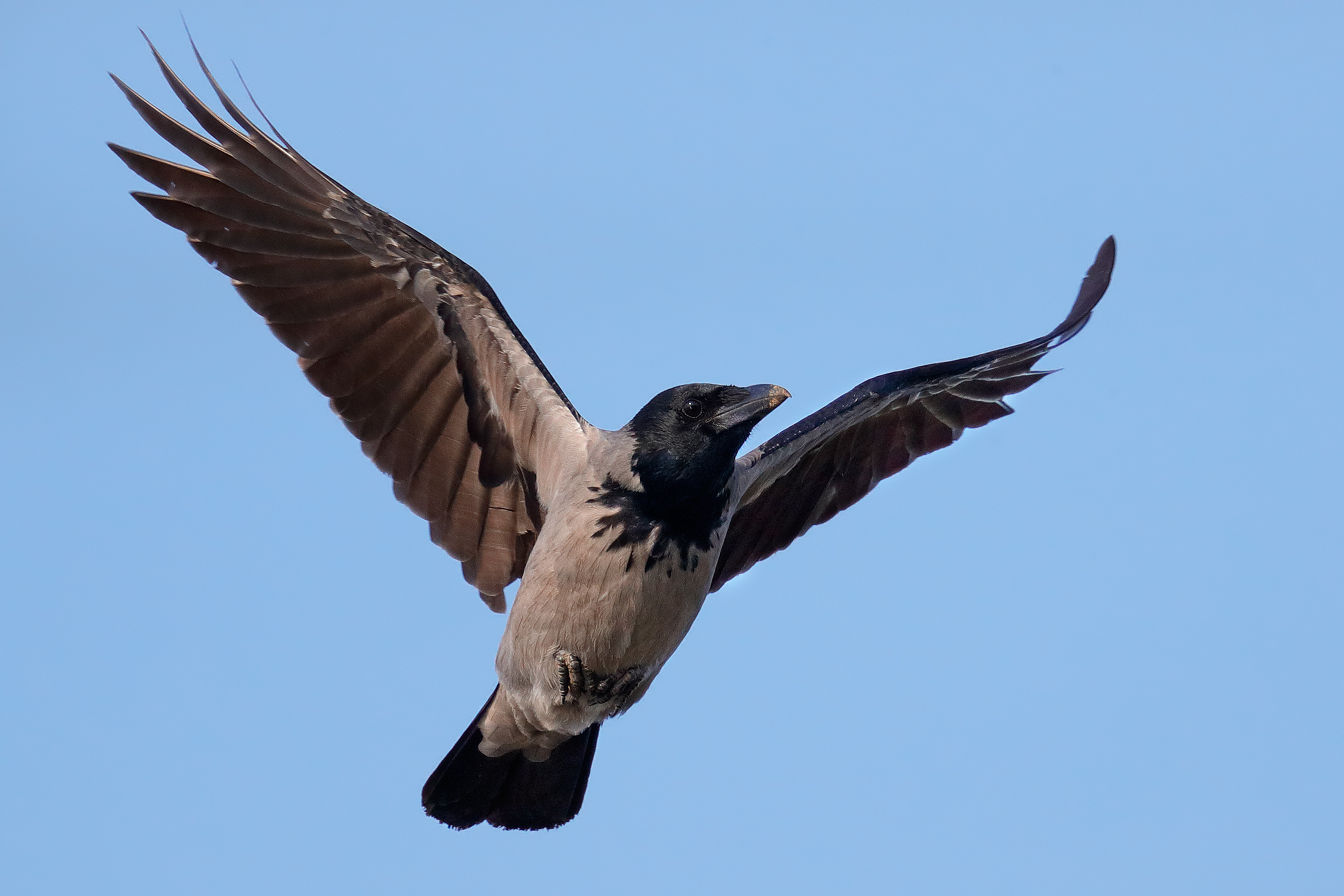 Cornacchia di sera...