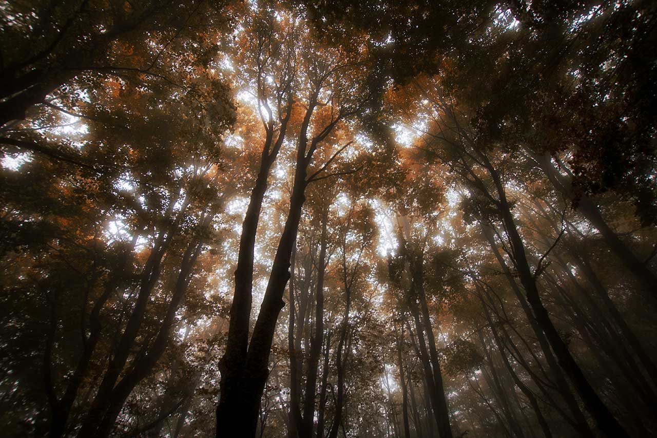 Fog towards the Martese forest