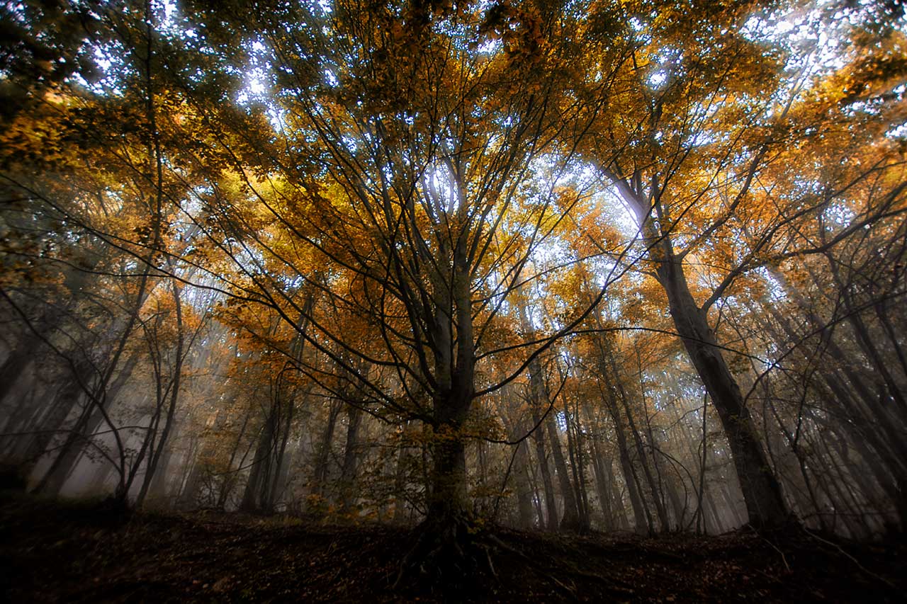 Fog towards the Martese forest