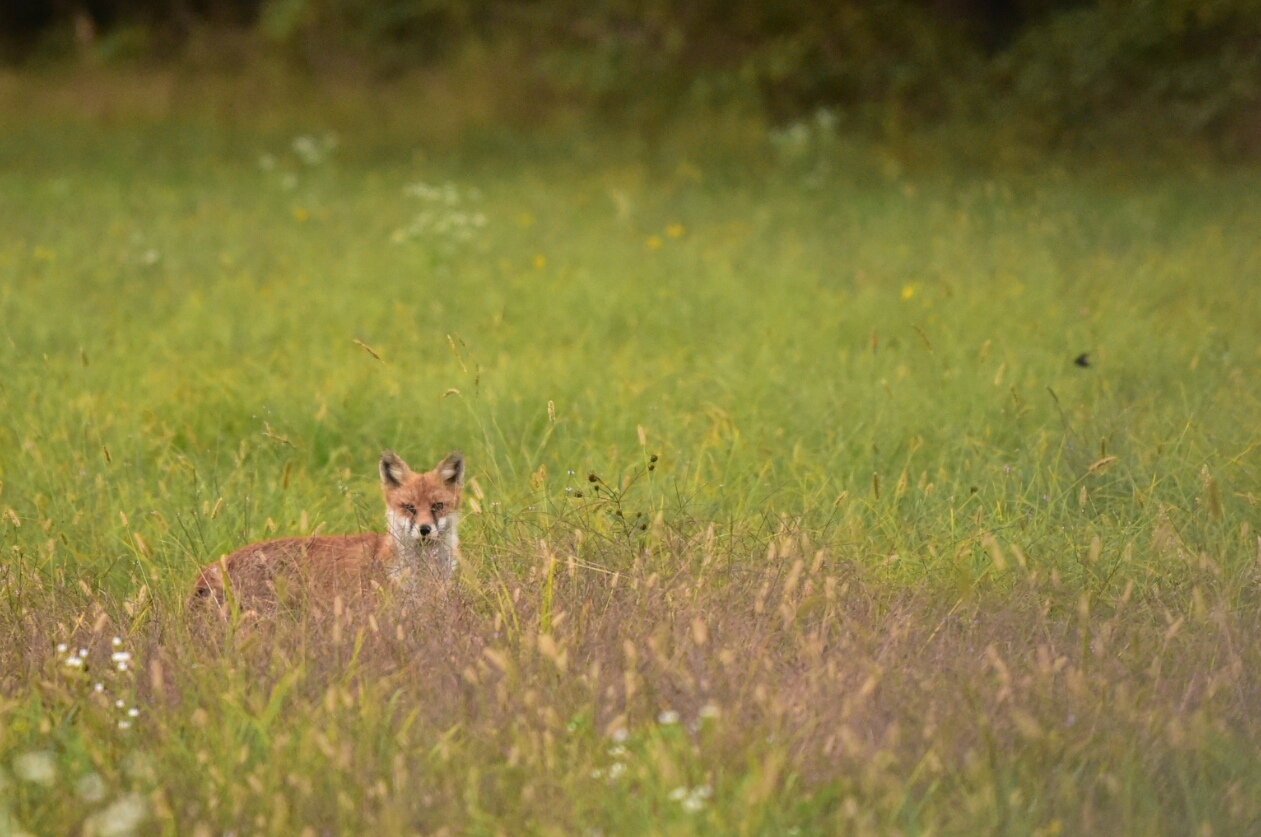 Young Fox at the park The herd