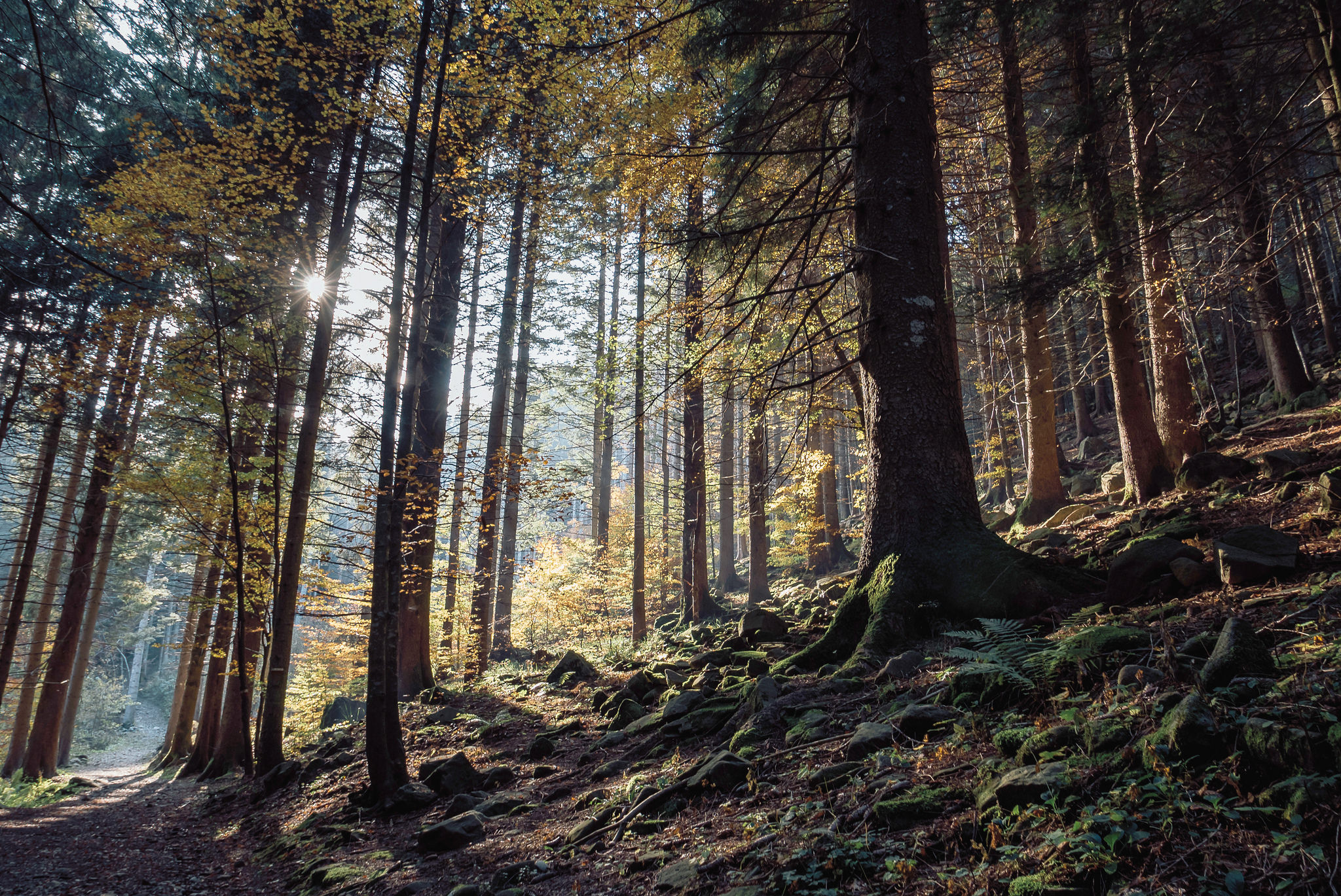 Autunno nell'abetina