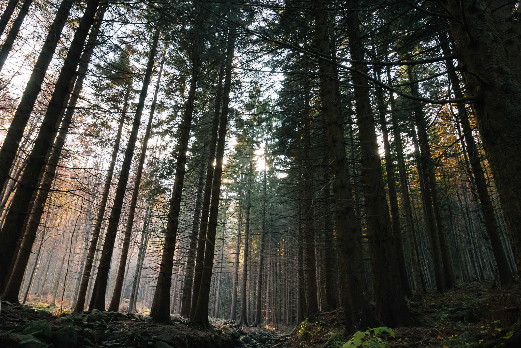 Pillars of the forest