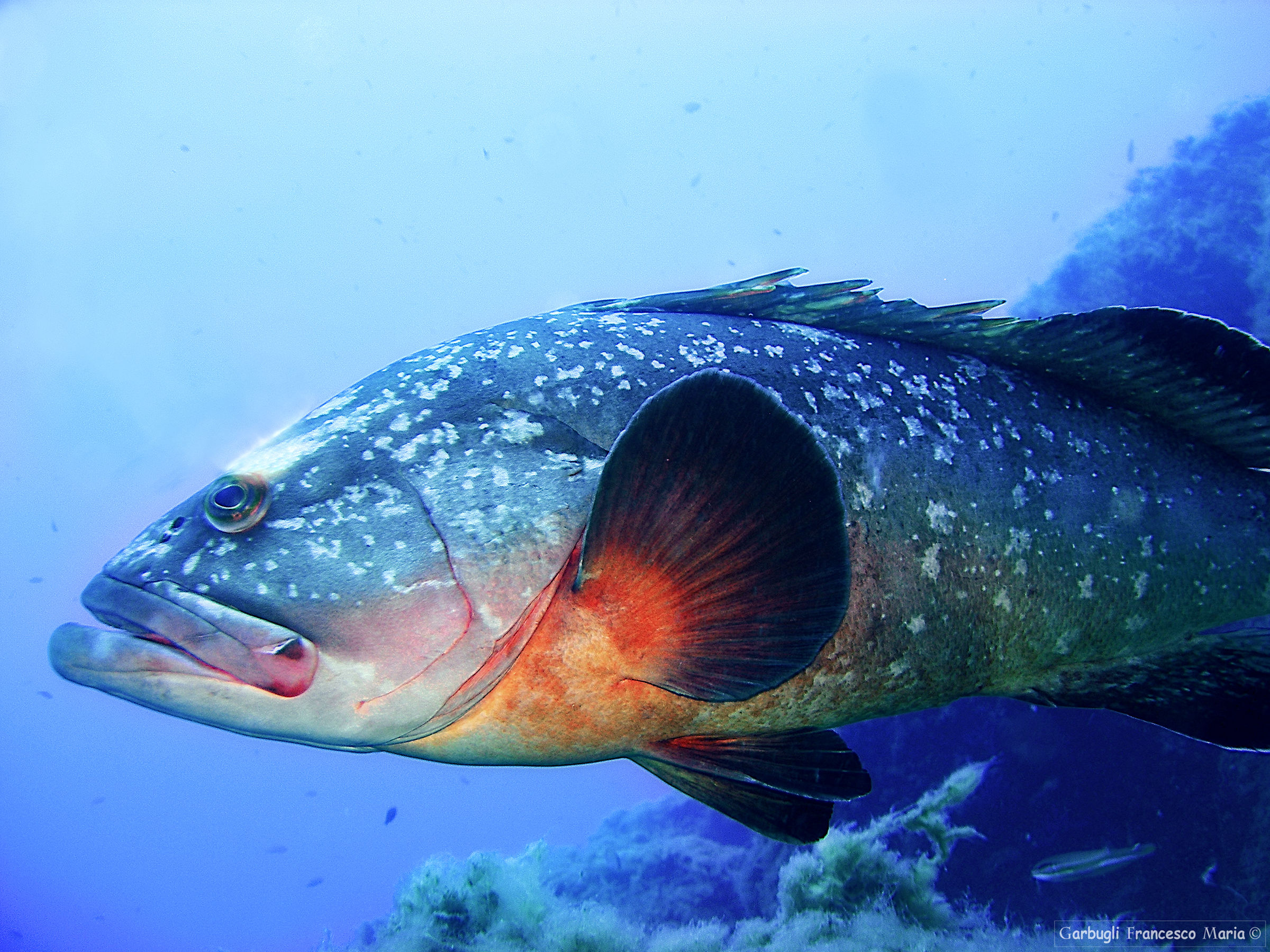 The curious Grouper....