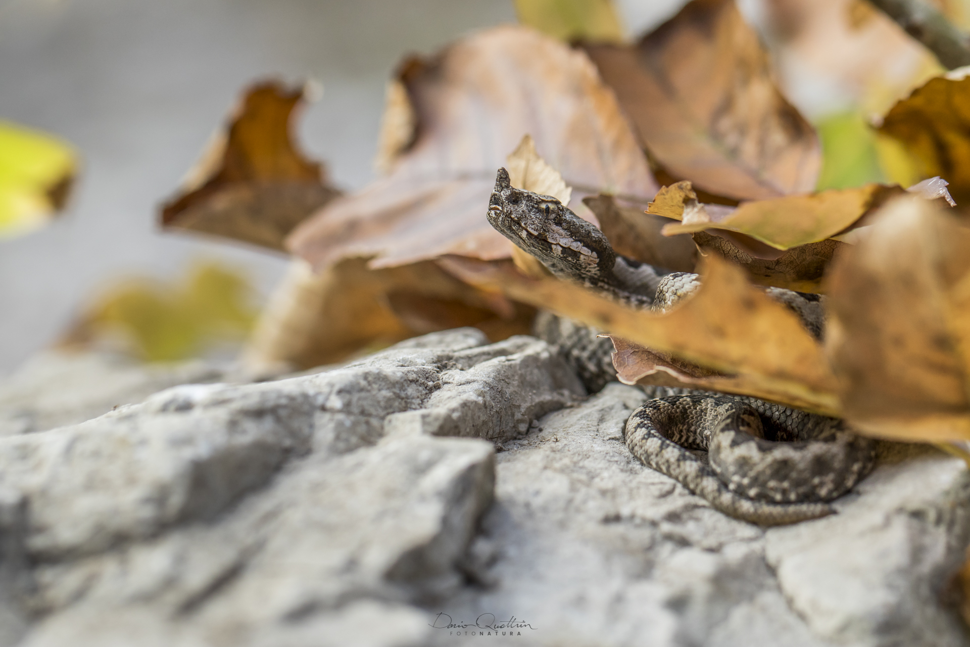 Baby Viper Autumn Ammodytes
