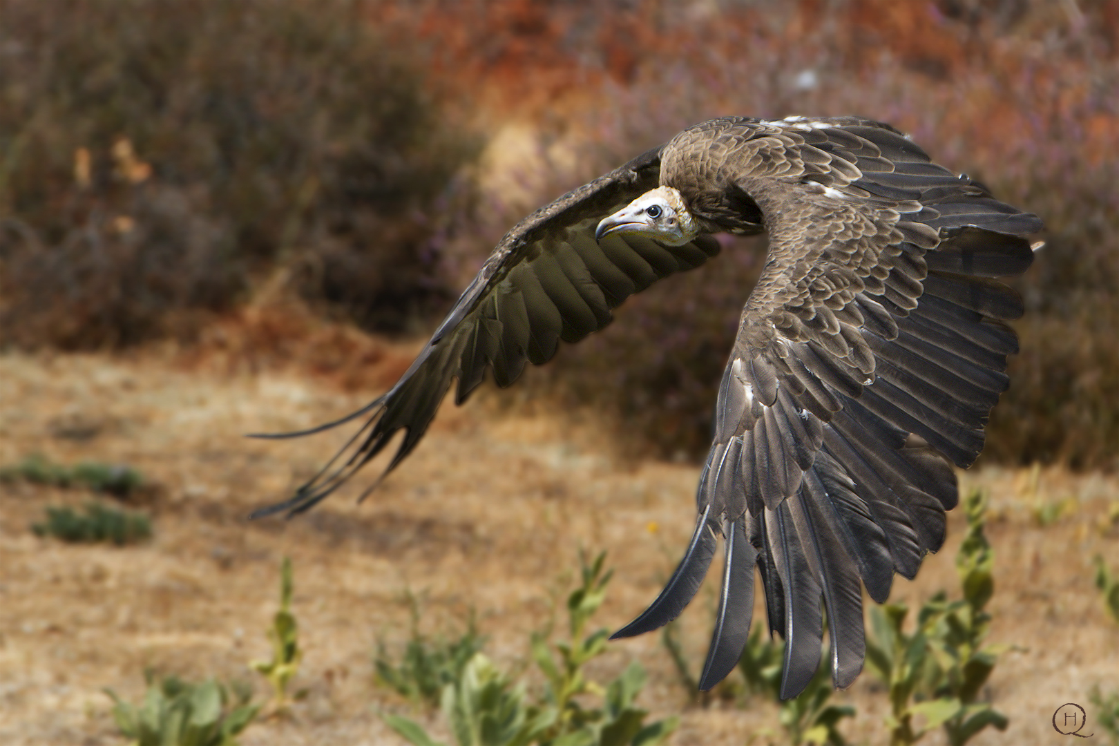 Necrosyrtes monachus