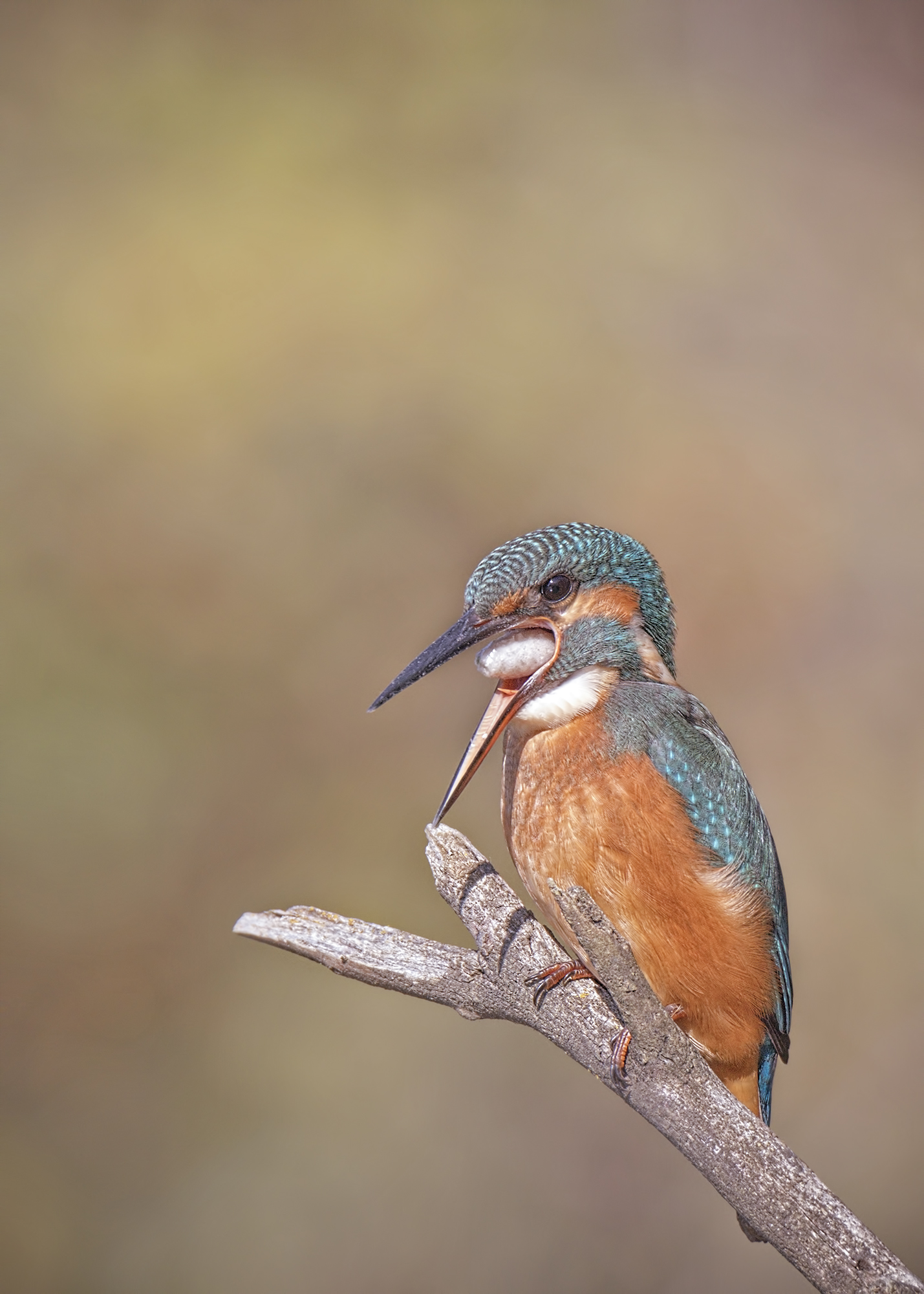 Kingfisher