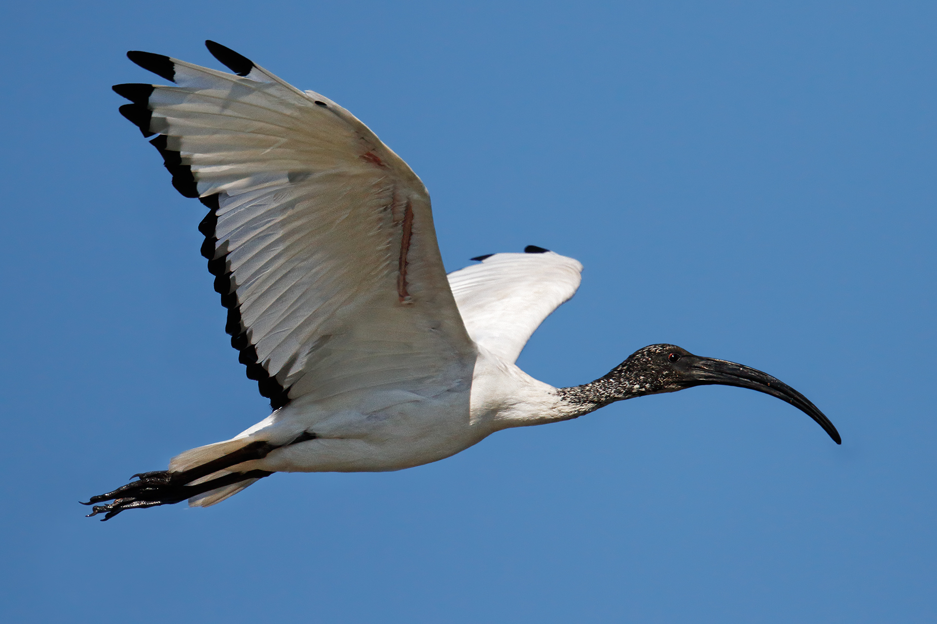 Sacred Ibis