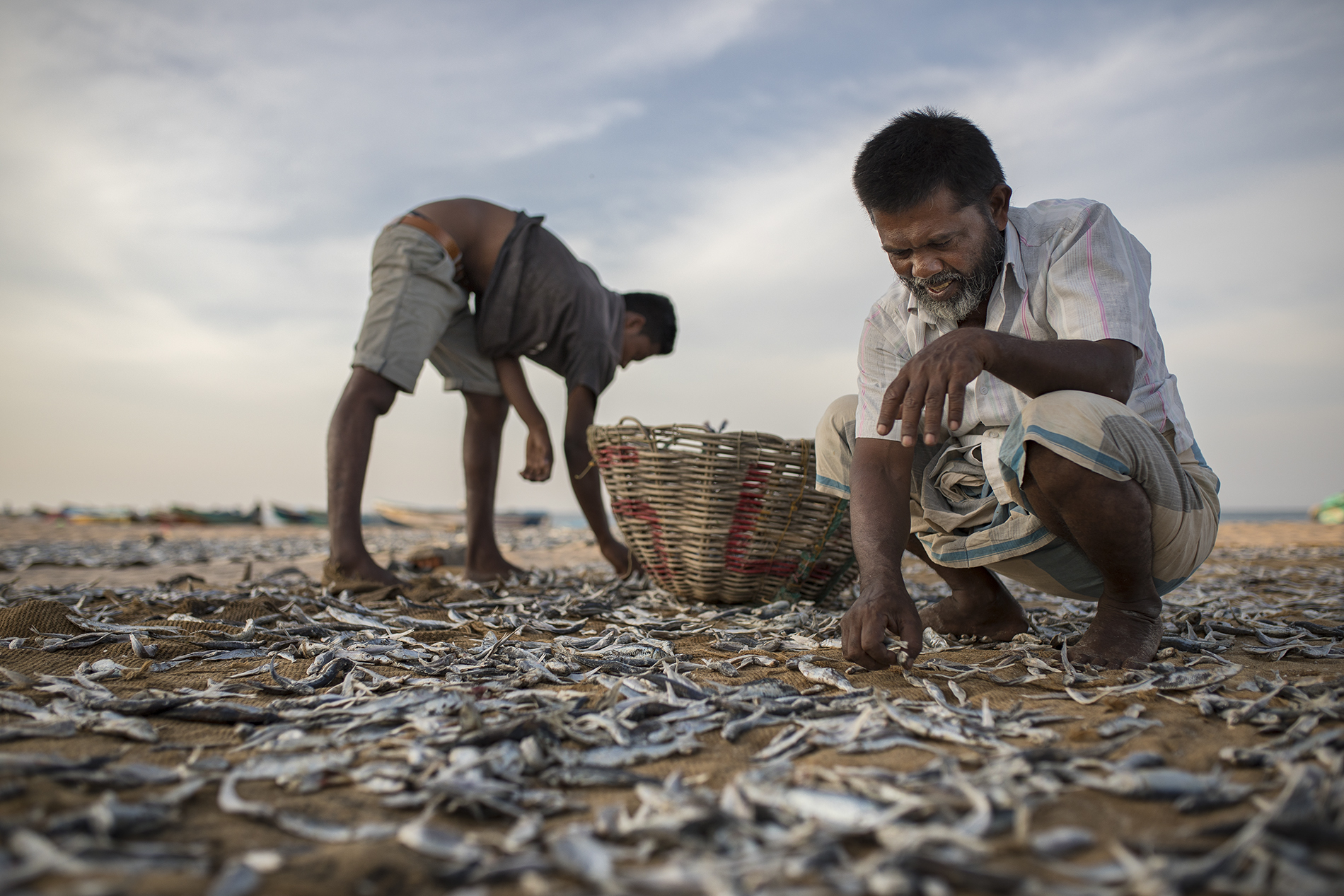 la raccolta del pesce essiccato a Nilaveli beach