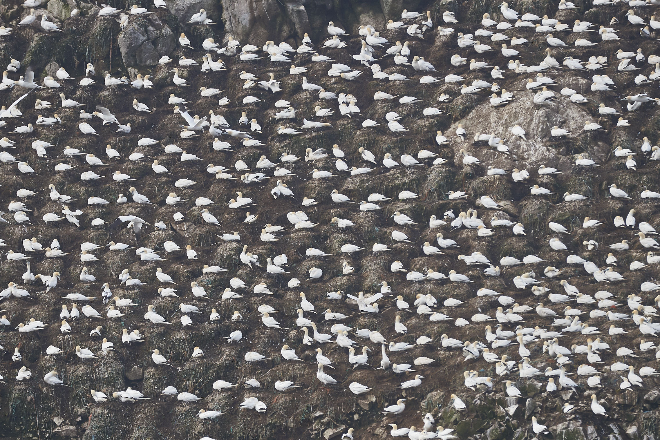 Nidi di sule bassane