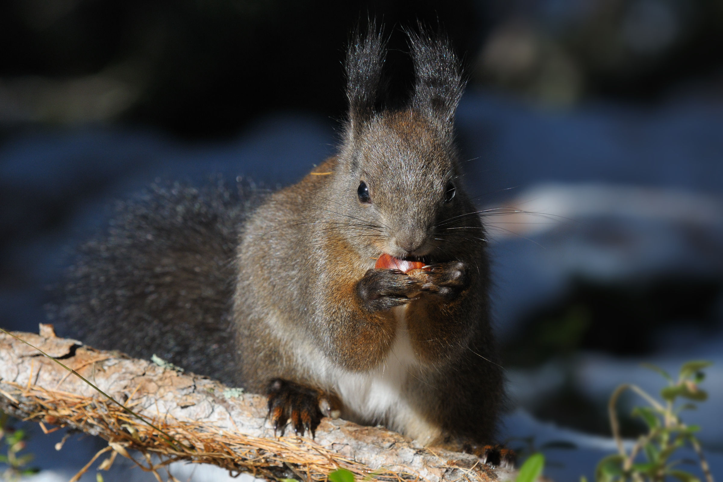 when hunger makes us bold