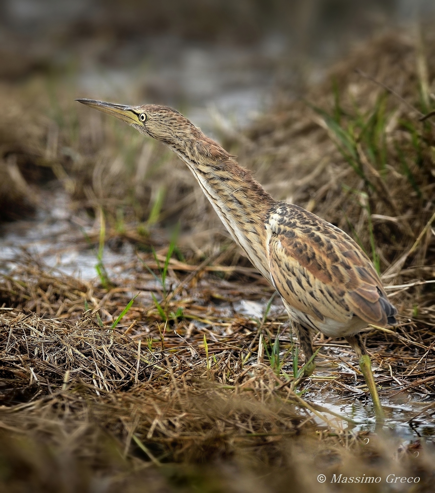 Little Bittern