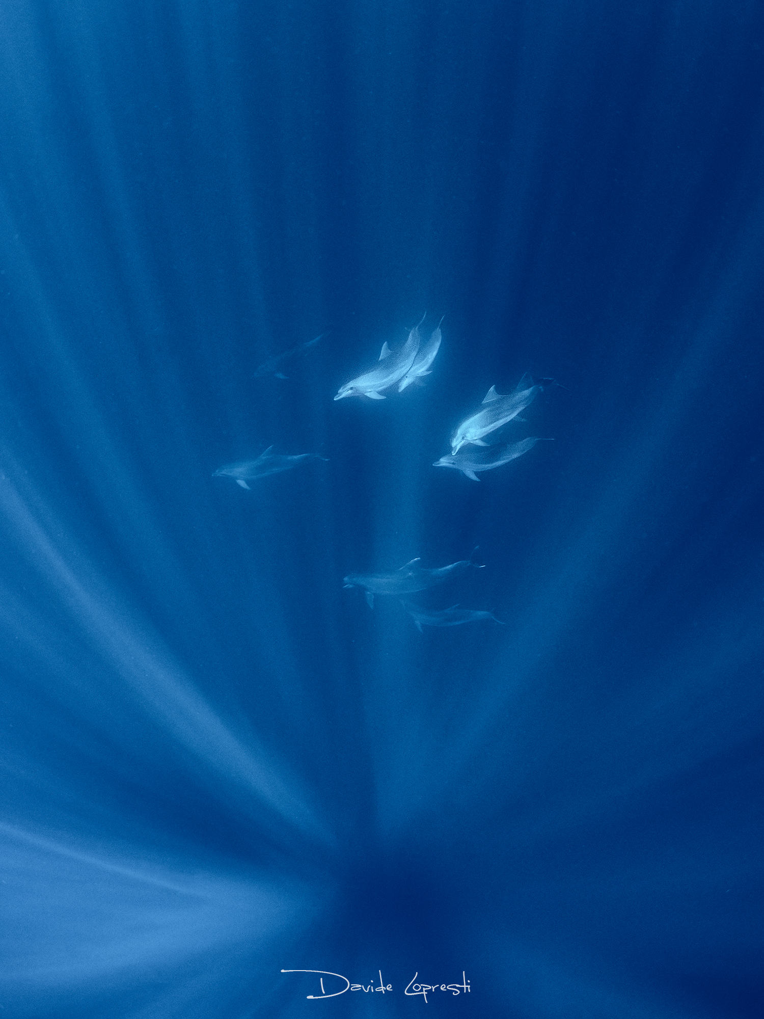 Mediterranean dolphins
