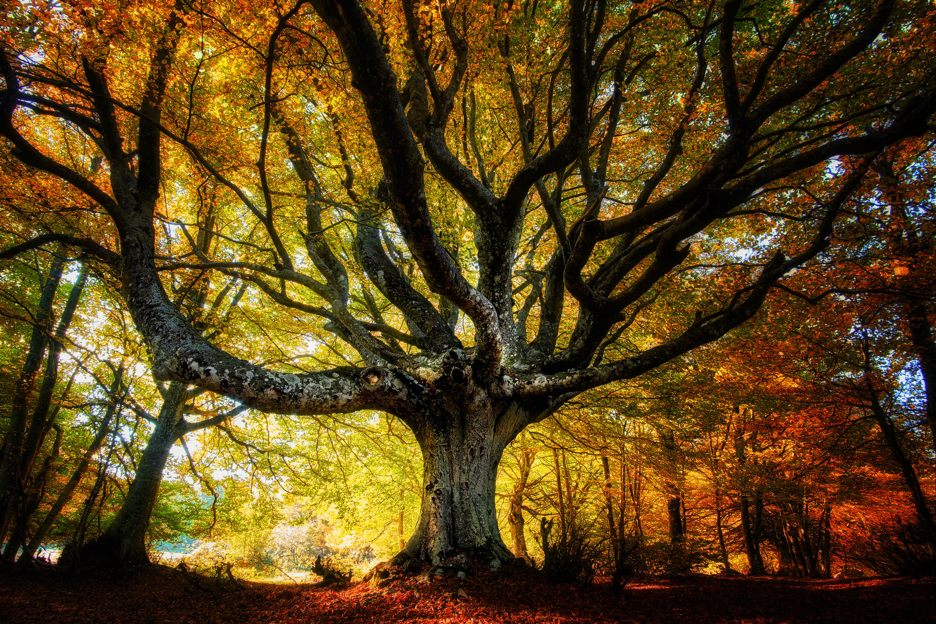 The Enchanted Forest